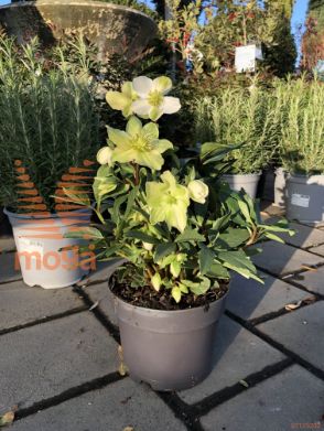 črni teloh "Christmas Carol"