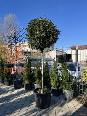 Photinia fraseri "Carre Rouge" |14/16|Half standard|C90