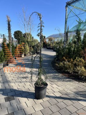 Cedrus atlantica "Glauca Pendula" |150-175|C