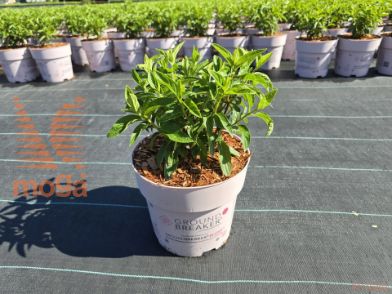 http://twentheplant.nl/tsd/76887_HYPGROUN_8P19_2.jpg