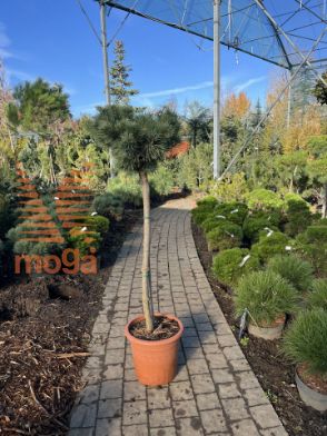 Slika Pinus sylvestris "Saxatilis" |1/2-Std|FI:40-50|C12 