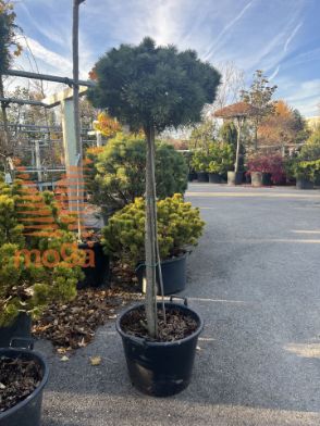Slika Pinus sylvestris "Saxatilis" |1/2-Std|FI:60-70|C45 
