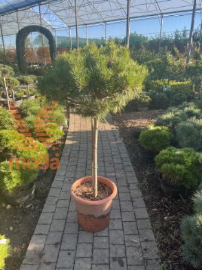 Slika Pinus nigra "Brepo" ® |1/4-Std|FI:50-60|C18 