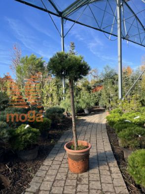 Slika Pinus nigra "Brepo" ® |1/4-Std|FI:40-50|C12/18