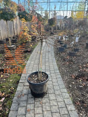 Slika Ginkgo biloba "Troll" |1/4-Std|FI:30-40|C20 