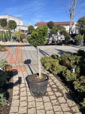 Slika Chamaecyparis obtusa "Nana Gracilis" |1/4-Std|FI:20-30|C18 