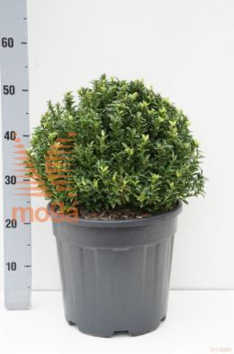 http://twentheplant.nl/tsd/93675_EUJMICRO_VBL3035C15_1.jpg