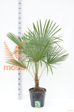 http://twentheplant.nl/tsd/93675_TRFORTUN_S030C15_1.jpg