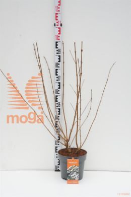 http://twentheplant.nl/tsd/93675_VIPODAY_9C10060080_1.jpg
