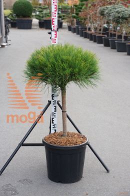 http://twentheplant.nl/tsd/93201_PIDAVERK_s040c20_1.jpg