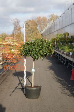http://twentheplant.nl/tsd/93201_RSCHNEEK_S080C45_1.jpg