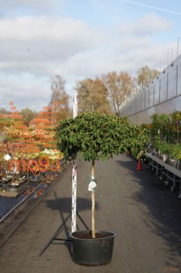 http://twentheplant.nl/tsd/93201_RSCHNEEK_S100C65_1.jpg