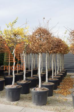 http://twentheplant.nl/tsd/93201_CABETULU_S120C90_2.jpg