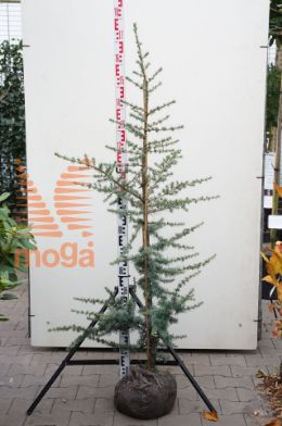 http://twentheplant.nl/tsd/58250_CELGLAUC_K125150_1.jpg