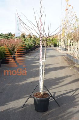 http://twentheplant.nl/tsd/93201_MASTINA_S125C30_1.jpg