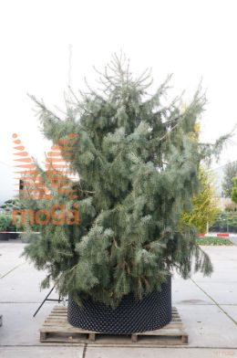 http://twentheplant.nl/tsd/93201_PIBREWER_K300350SOLD_1.jpg