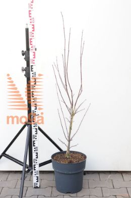 http://twentheplant.nl/tsd/62347_ACPTRSEN_9C12060080_1.jpg