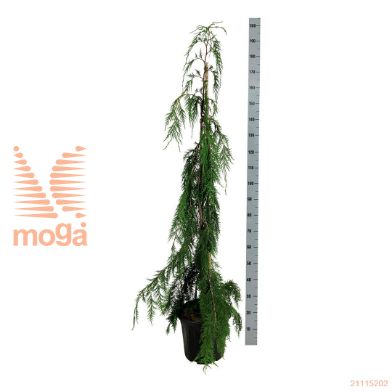 http://twentheplant.nl/tsd/55037_CHNMOONS_9C15125150_2.jpg