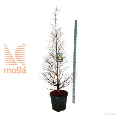 http://twentheplant.nl/tsd/55037_MEGDTFLE_9C55175200E_1.jpg