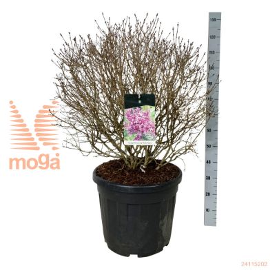 http://twentheplant.nl/tsd/55037_SYVDPURP_VBL6080C55E_1.jpg