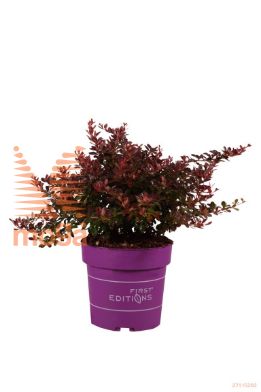 http://twentheplant.nl/tsd/70850_BETCABER_8P21030040_1.jpg