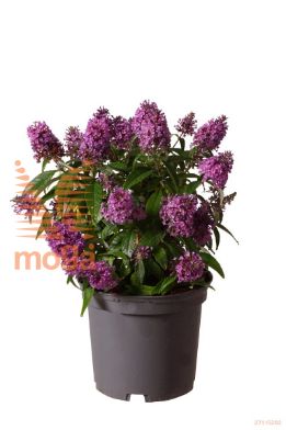 http://twentheplant.nl/tsd/70850_BUDBCLLI_8P19030040_1.jpg