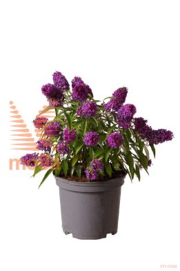 http://twentheplant.nl/tsd/70850_BUDBCLPU_8P19030040_1.jpg