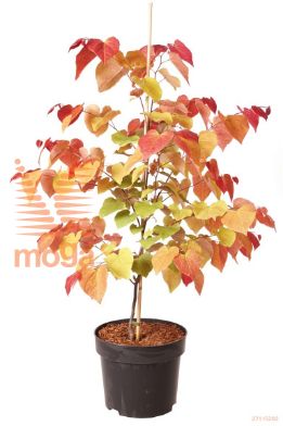 http://twentheplant.nl/tsd/70850_CECEFLAM_9C10060080_1.jpg
