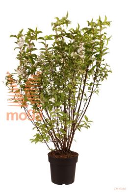 http://twentheplant.nl/tsd/70850_DESPLENA_8P21060080_1.jpg