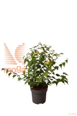 http://twentheplant.nl/tsd/70850_KEJGGUIN_8P19030040_1.jpg