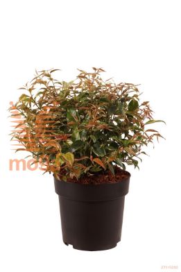 http://twentheplant.nl/tsd/70850_LEFMAKIJ_VBL2530P21_1.jpg