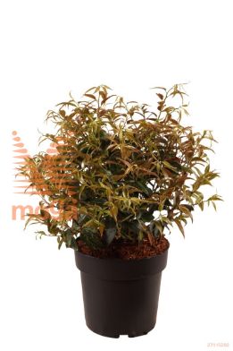 http://twentheplant.nl/tsd/70850_LEFRAINB_VBL2530P21_1.jpg