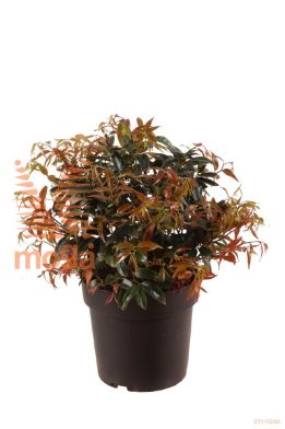 http://twentheplant.nl/tsd/70850_LEKRRUBY_VBL2530P21_1.jpg