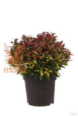 http://twentheplant.nl/tsd/70850_LESCARLE_VBL2530P21_1.jpg