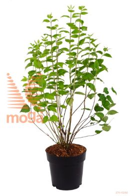 http://twentheplant.nl/tsd/70850_PHMSNOWF_8P21060080_1.jpg