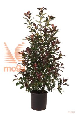 http://twentheplant.nl/tsd/70850_PHFMVULC_9C25125150_1.jpg