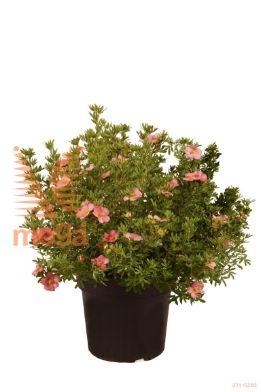 http://twentheplant.nl/tsd/70850_POFLPINK_8P21030040_1.jpg