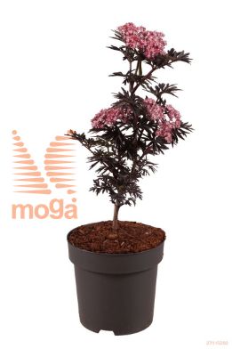 http://twentheplant.nl/tsd/70850_SANLUP_8P19030040_1.jpg