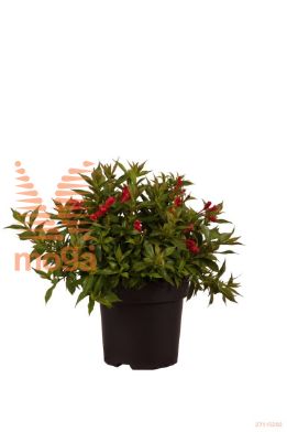 http://twentheplant.nl/tsd/70850_weprosa_8P19030040_1.jpg