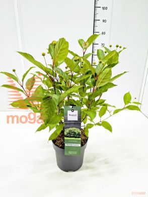 http://twentheplant.nl/tsd/91250_CEOMFANT_8P23040050_1.jpg