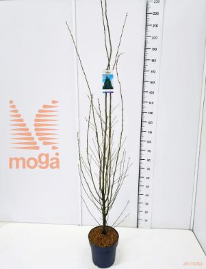 http://twentheplant.nl/tsd/91250_CABFASTI_9c10150175_1.jpg