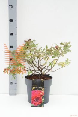 http://twentheplant.nl/tsd/67108_RORTIEAS_8P21_1.jpg