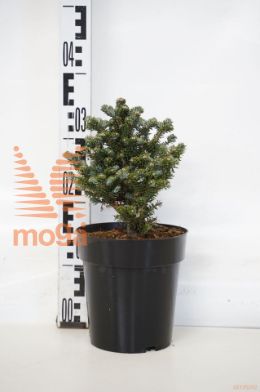 http://twentheplant.nl/tsd/70850_ABKASTAR_8P19015020_1.jpg