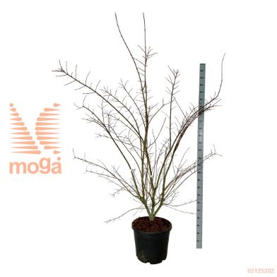 http://twentheplant.nl/tsd/55037_ACPBSUGA_9C55225250E_1.jpg