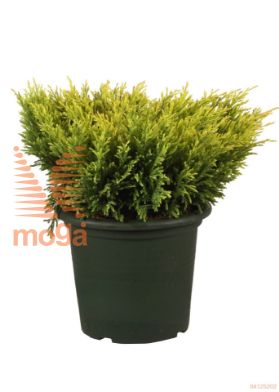 http://twentheplant.nl/tsd/70850_JUHLIMEG_8P21025030_1.jpg