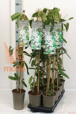 http://twentheplant.nl/tsd/61502_CLASNOWD_8P170601003ST_2.jpg