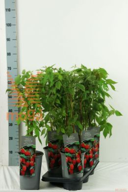 http://twentheplant.nl/tsd/61502_RUIZHERB_8P19040060_2.jpg