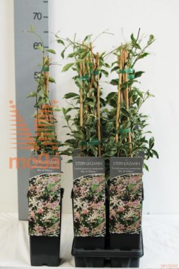 http://twentheplant.nl/tsd/61502_TRASMILA_8P17040060_2.jpg