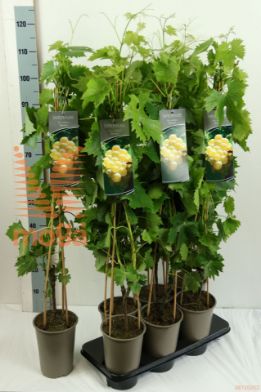 http://twentheplant.nl/tsd/61502_VIBANANA_8P19080100_2.jpg