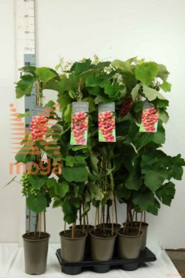 http://twentheplant.nl/tsd/61502_VIERDBEE_8P19080100_2.jpg